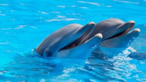 Dolfijnen weetjes